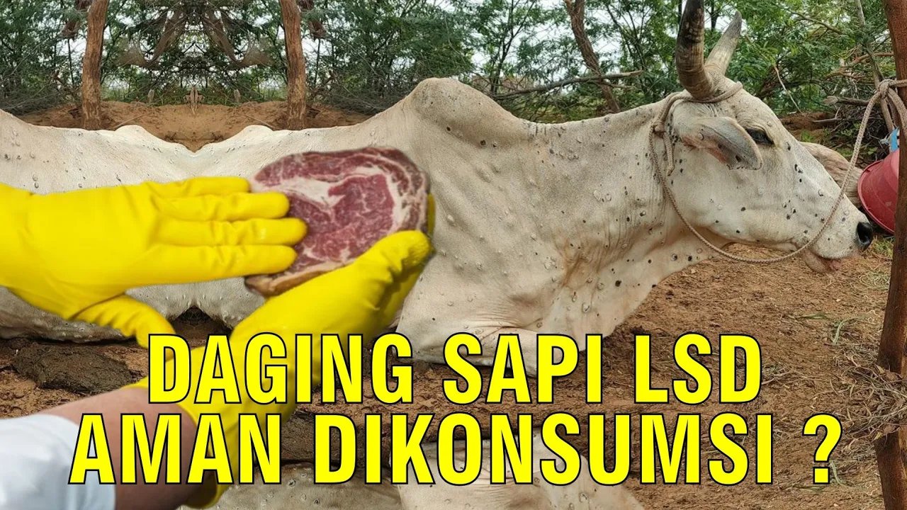 
                                 Daging-Sapi-Penyakit-LSD-Lumpy-Skin-Disease